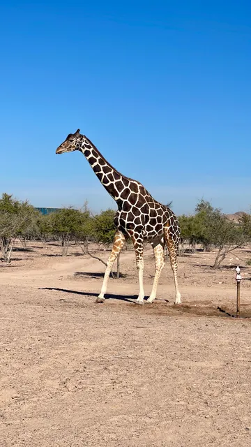 Sir Bani Yas Wildlife Park