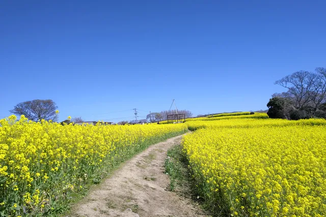 Nagasakibana sunflower field observatory