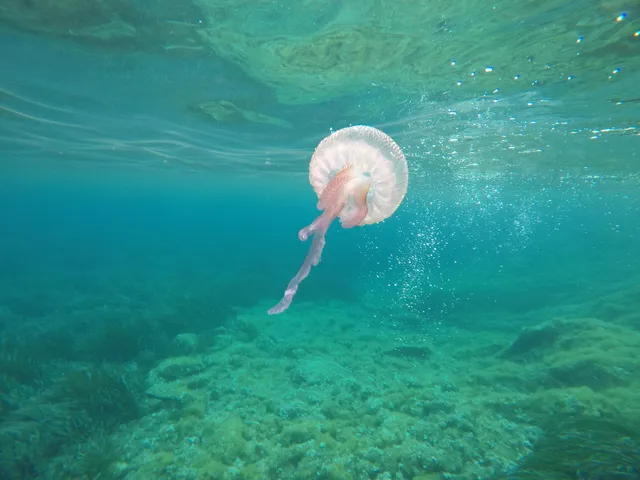 Sentier sous-marin balisé de la Palud