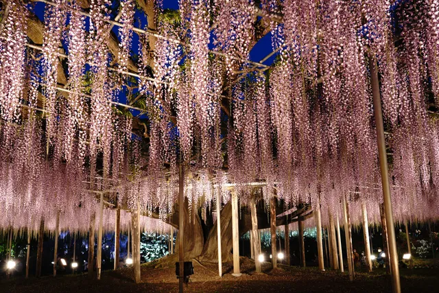 Wisteria Trellis (Ōfuji)