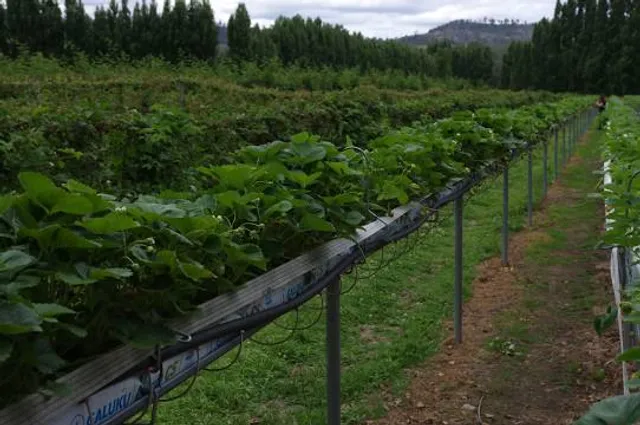 Westerway Raspberry Farm