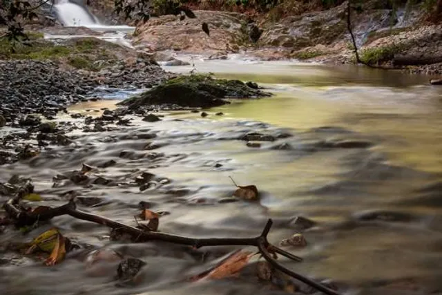 EL ARROYAZO (reserva de ebano verde)
