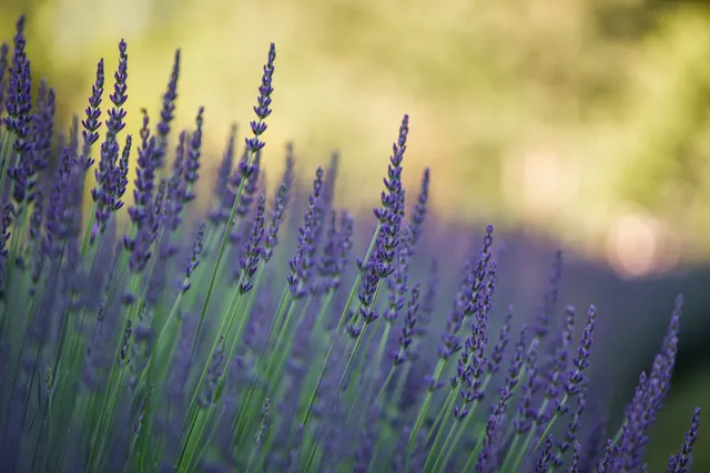 Lookout Lavender Farm