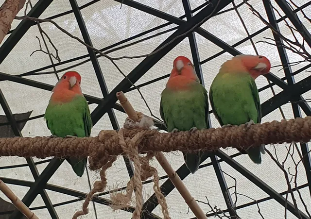 Aviario Municipal (La casa de las aves)