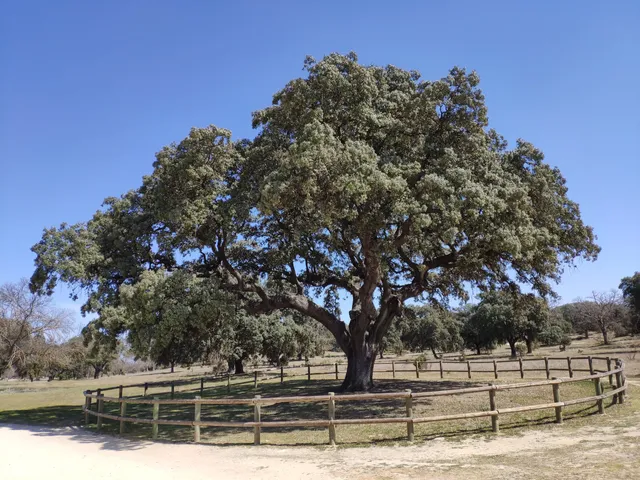 Senda del Arroyo de la Fresneda