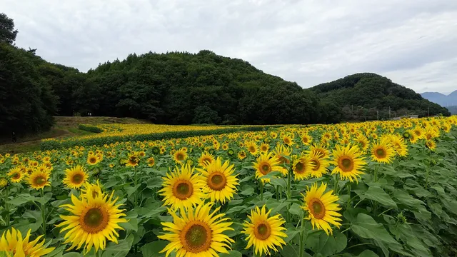 Midori Sunflower Park