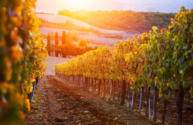 Sunset Hills Vineyard LLC