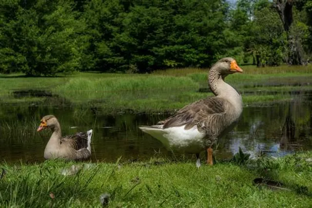 Jardim Botânico Faxinal do Céu
