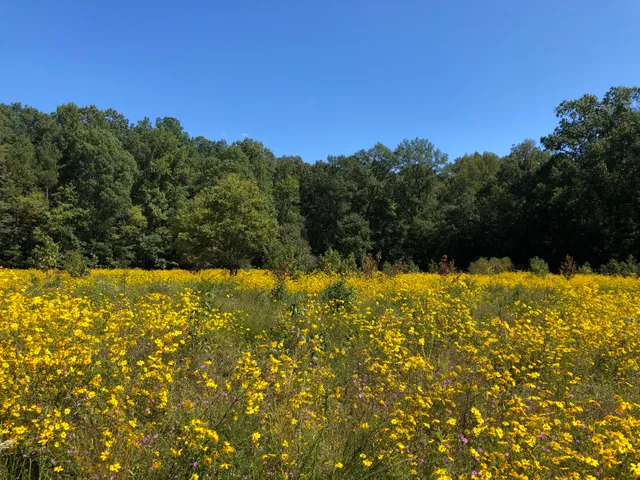 Mason Farm Biological Reserve