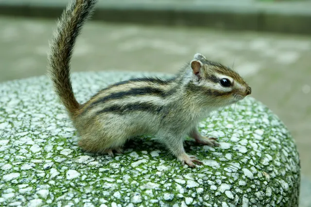 Kamoyama Squirrel Park