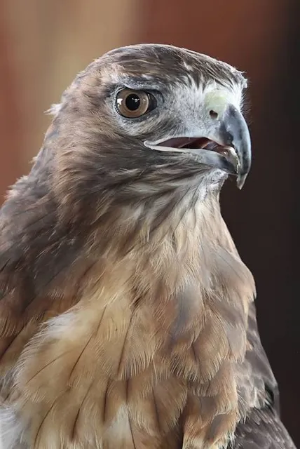 White Mountain Nature Center