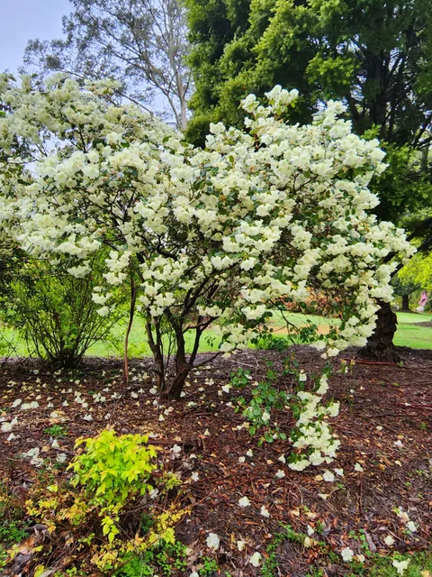 The Ferny Creek Horticultural Society Inc.