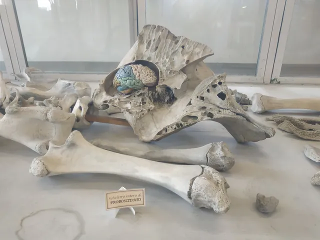 Collezione di Anatomia Comparata