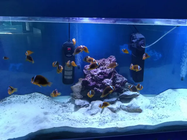 Aquarium / Museum School of Marine Sciences, UCN