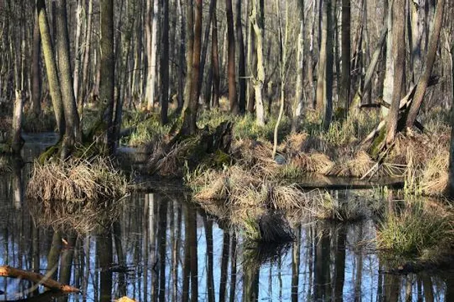 Rezerwat przyrody Olszyny Niezgodzkie