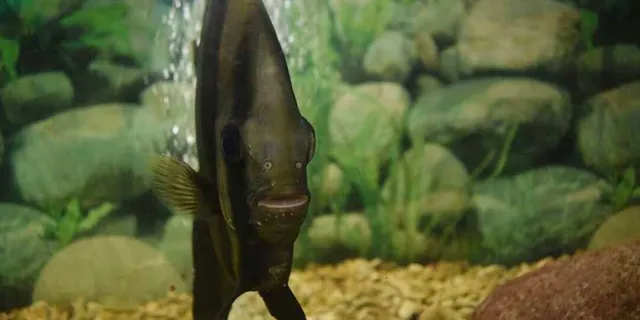 Fisheries Musueum Cum Aquarium