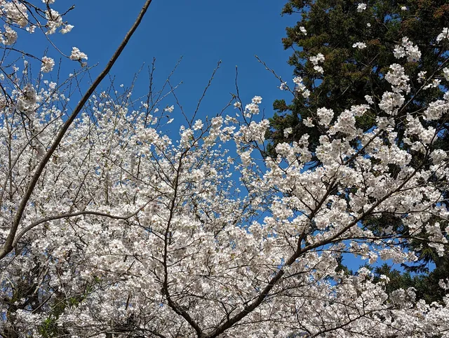 大堰宮公園(おおひのみや公園）