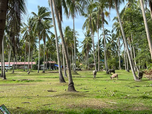 Samui Disc Golf & Football Golf