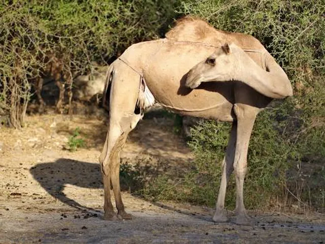 Ain Jarziz - Wilayat Salalah