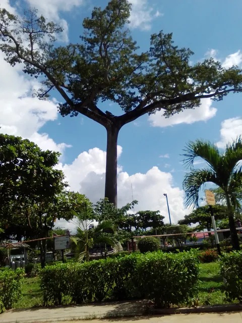 Arbol de la Lupuna