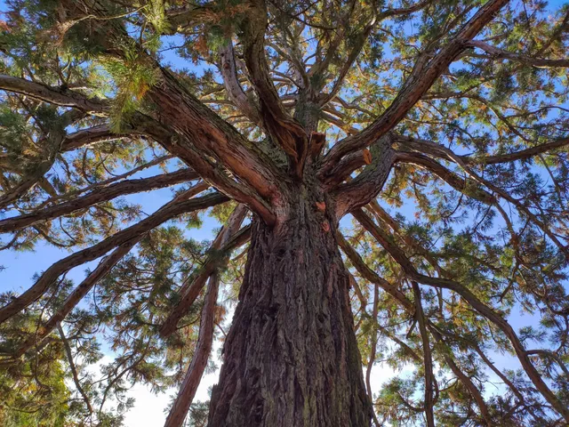 Sokoliarsky dvor ASTUR