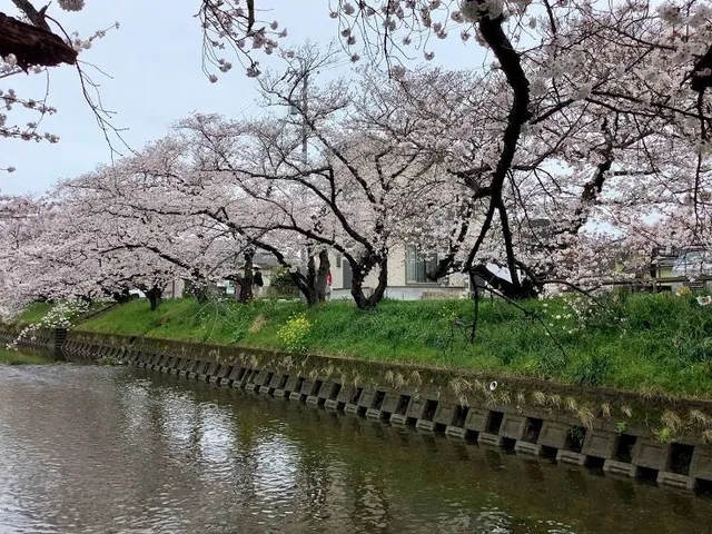 Shingashi Riverbank Cherry Blossoms