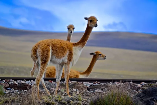 Reserva Nacional Pampa Cañahuas