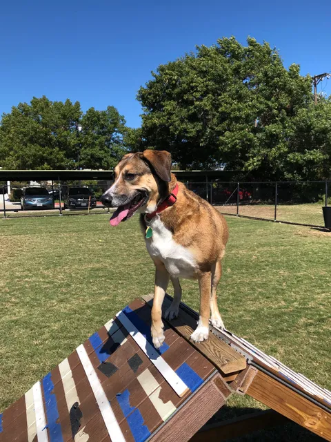 Redding Trail Dog Park