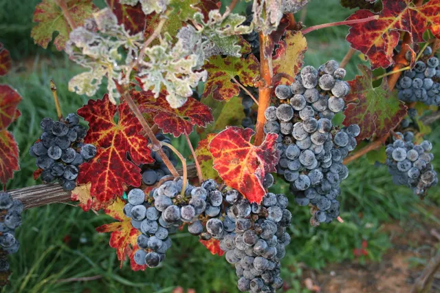 Barboursville Vineyards