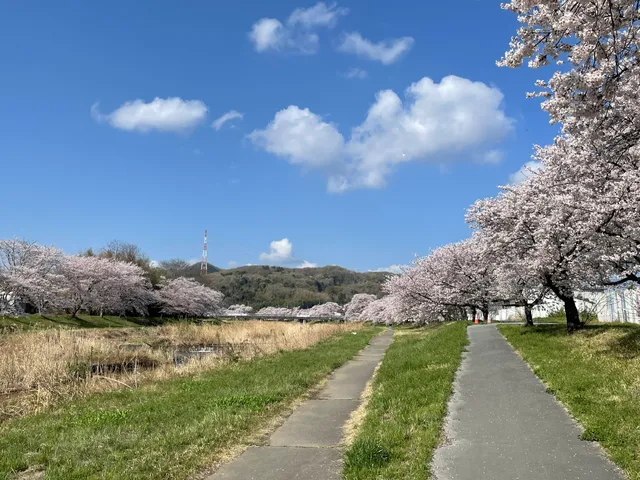 Kodama 1,000 Cherry Trees