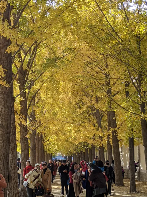 Diaoyutai Ginkgo Avenue