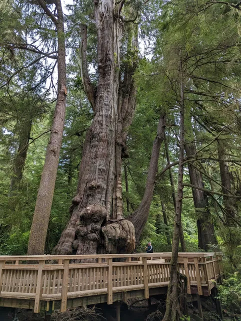 Rockaway Big Tree Trailhead