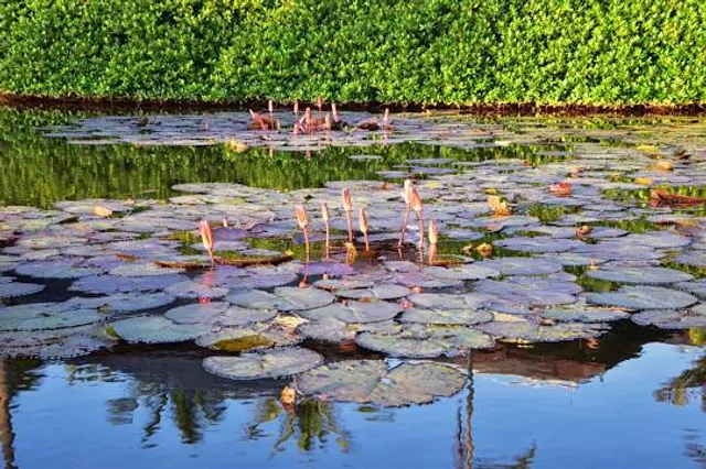 BillyBird Park Hemelrijk