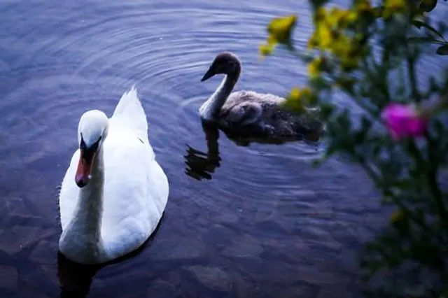 Eye Green Nature Reserve