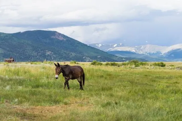 Prairie Meadows Casino, Racetrack, & Hotel