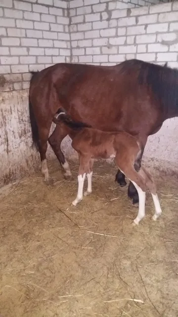 Konnyy Dvor Kazachiy Khutor
