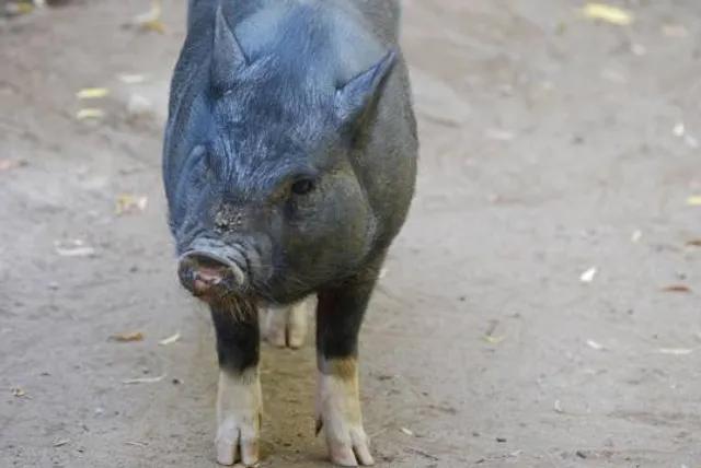 Natuurbelevingcentrum De Oostvaarders