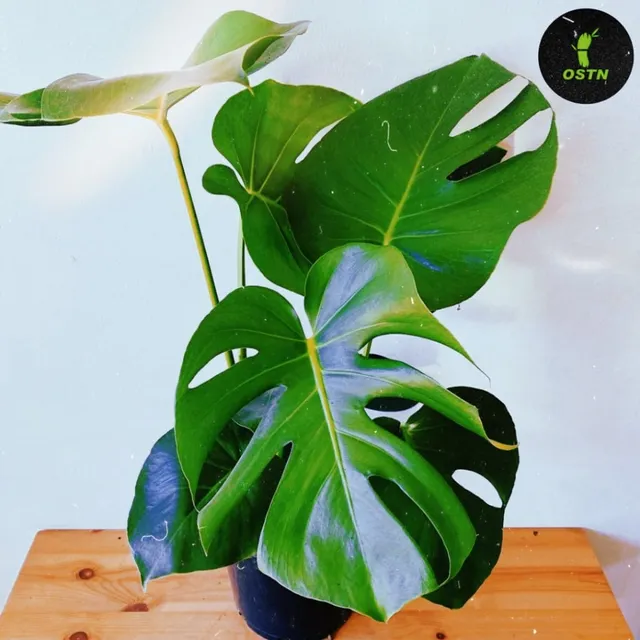 ONE STEP TOWARDS NATURE