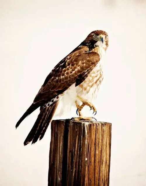 Whittier Narrows Nature Center Associates