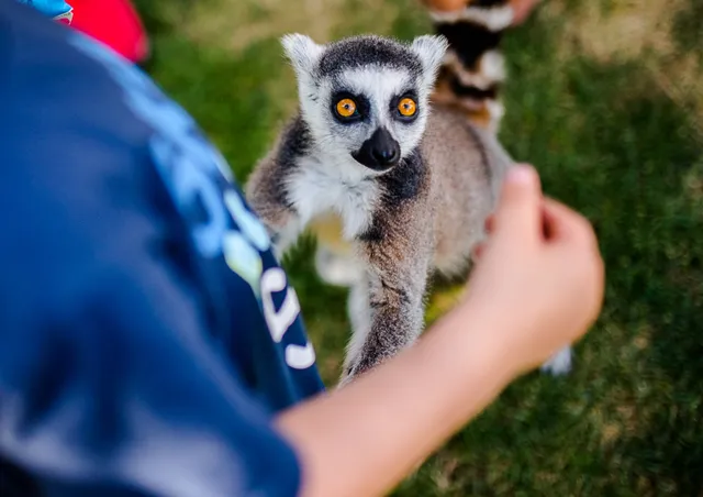 Lemur Park