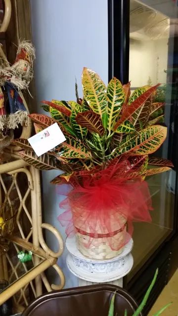 Ramona Flowers in Dewey