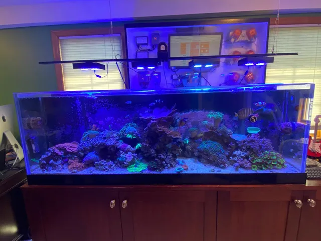 Aqua Spaces - Aquarium Maintenance