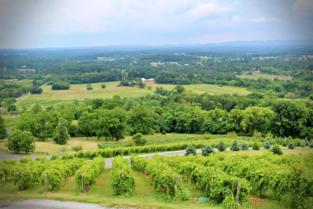 DiVine Wine Tours of Virginia