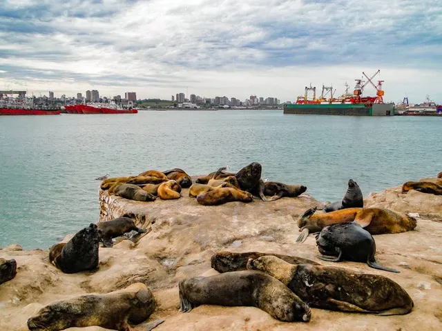 Los Lobos Mar Del Plata