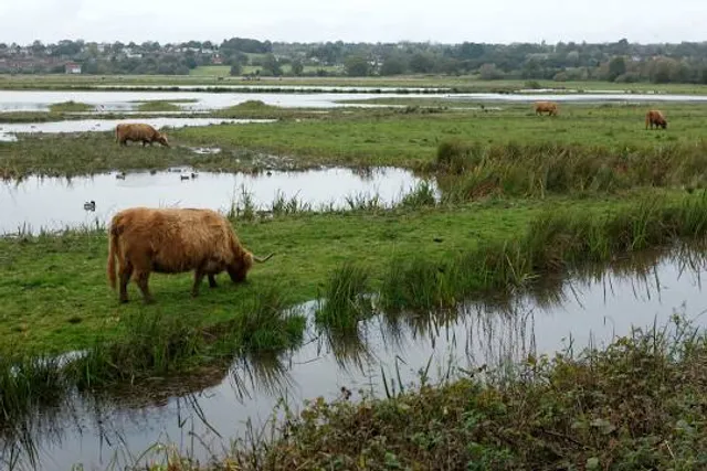 RSPB Pulborough Brooks