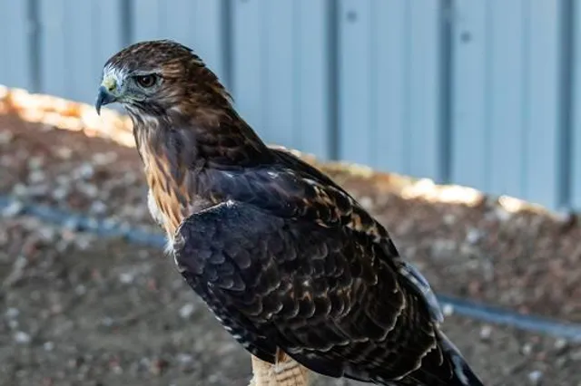 Alberta Birds of Prey Foundation