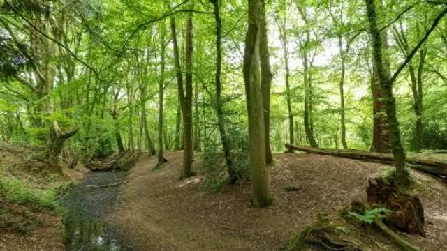 Gobions Wood Nature Reserve