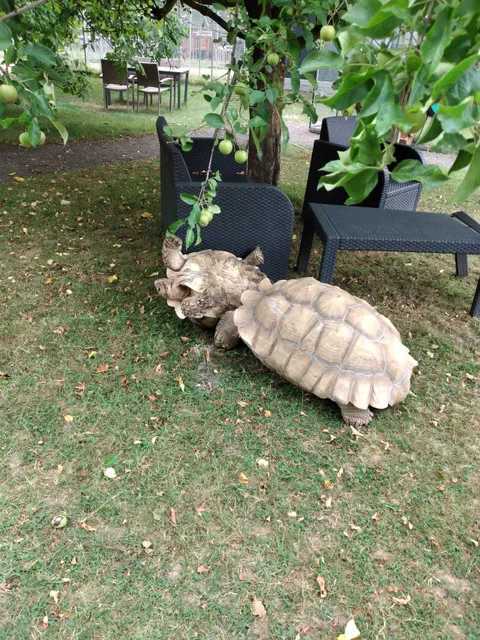Papageienhof Dreiländereck Saisonende! Für Besucher bis voraussichtlich April 2026 geschlossen.
