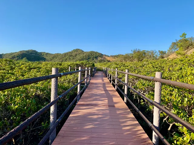 Tanegashima Mangrove Park
