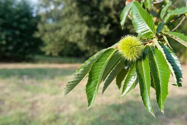 Chestnut Branch Park